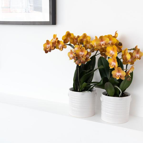 Orange-goldene Phalaenopsis-Orchidee - Jewel Las Vegas - Topfgröße Ø12cm - blühende Topfpflanze