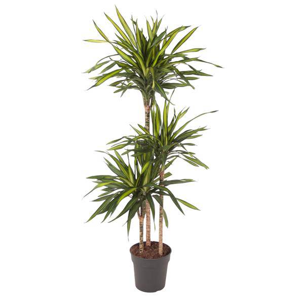 Drachenbaum - Dracaena Riki - Zimmerpflanze - 140cm - ø24cm