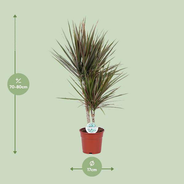 Drachenbaum - Dracaena Bicolor - Zimmerpflanze - Ø17cm - ↕75cm
