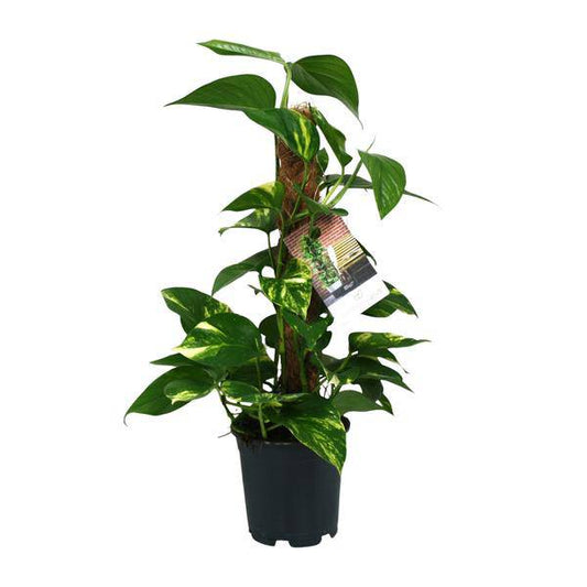 Efeutute - Scindapsus Epipremnum - Zimmerpflanze - Ø15cm - ↕50cm