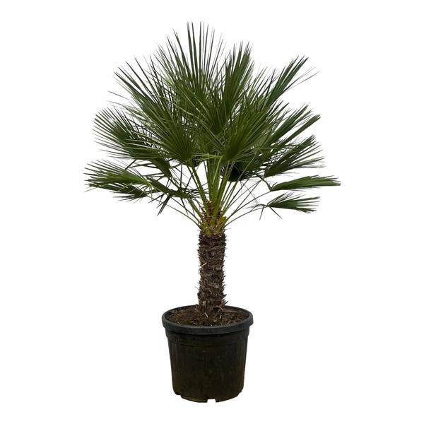 Chamaerops Humilis auf Stiel – Zwergpalme – Fächerpalme – Mediterrane Zimmer- und Kübelpflanze – Ø45cm – ↕150cm