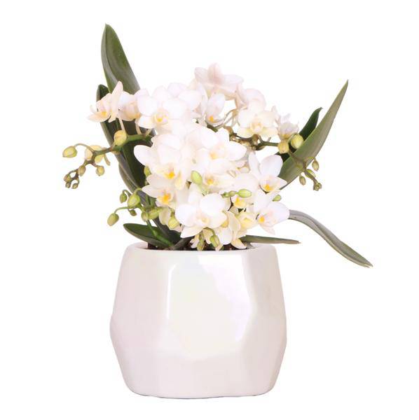 Weiße Orchidee 'Nazaré' – Zimmerpflanze – Ø9cm Topf – inkl. Dekotopf Pearl Travertin – Kompakte Tischdeko – Elegante Blütenpracht