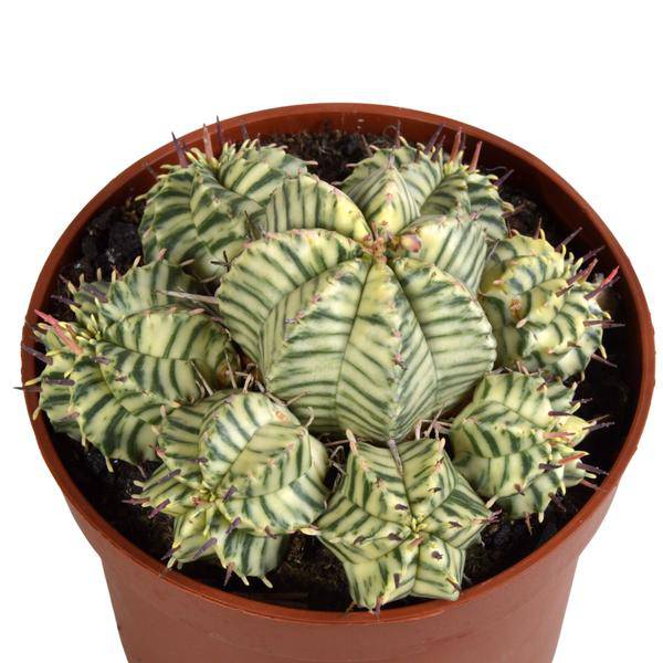 Wolfsmilch - Euphorbia meloformis variegata - Zimmerpflanze - Sukkulente - 10,5cm