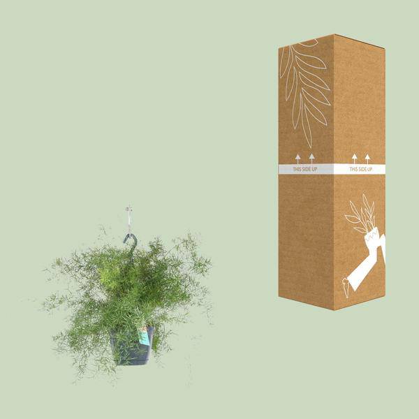 Spargel Sprengeri Hängen – Zimmerpflanze – Ø17cm x ↕35cm – Asparagus densiflorus – Federartiges Laub – Pflegeleichter Asparagus-Farn für Innenräume