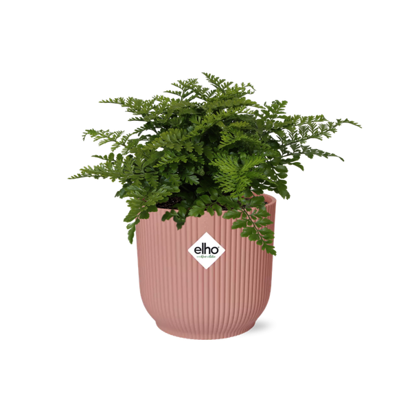Nestfarn - Asplenium Parvati - Zimmerpflanze + Topf Vibes Fold 14cm Rosa