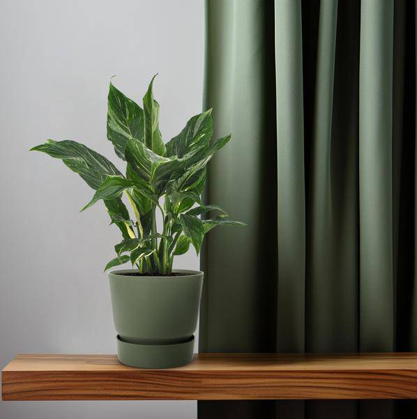 Einblatt - Spathiphyllum Diamant - Zimmerpflanze - Ø12cm - ↕40cm