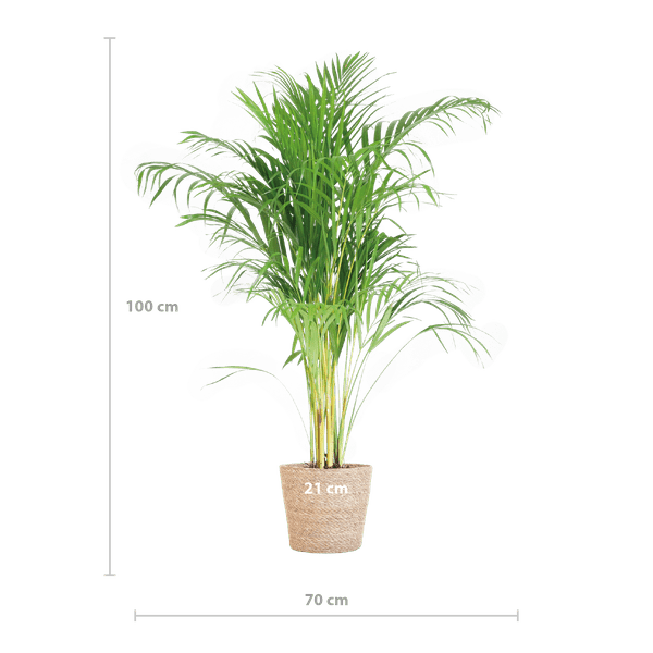 Areca-Palme Dypsis Goldfruchtpalme – Zimmerpflanze ↕100cm Ø21cm – Mit Natur-Korb Sofia Seegras Beige – Luftreinigende Tropenpflanze für Wohnzimmer & Büro