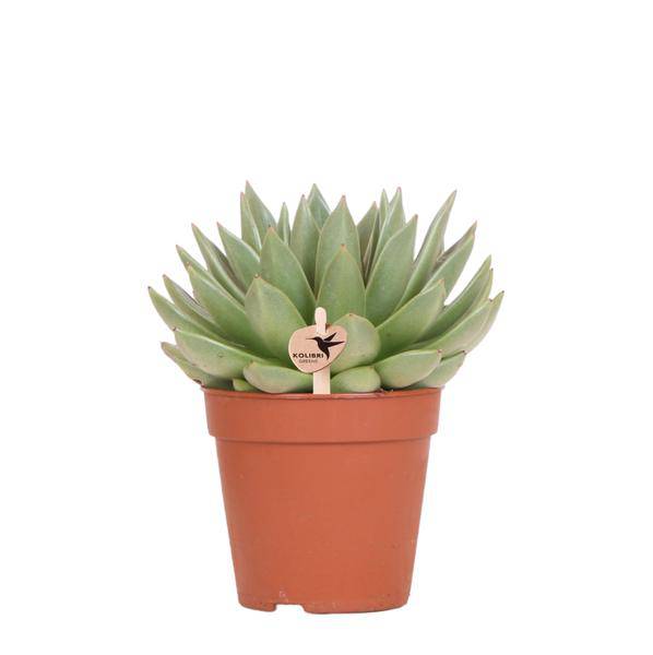 Sukkulente Echeveria Miranda – Zimmerpflanze – Ø12cm – Pflegeleichte Grünpflanze – Rosettenförmige Blätter – Für Wohnzimmer & Büro