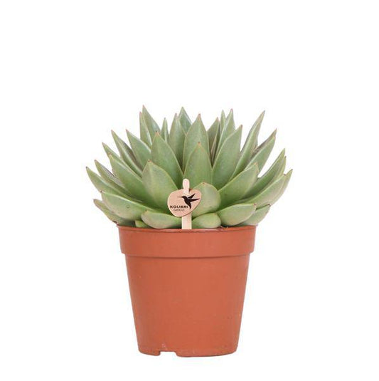 Sukkulente Echeveria Miranda – Zimmerpflanze – Ø12cm – Pflegeleichte Grünpflanze – Rosettenförmige Blätter – Für Wohnzimmer & Büro