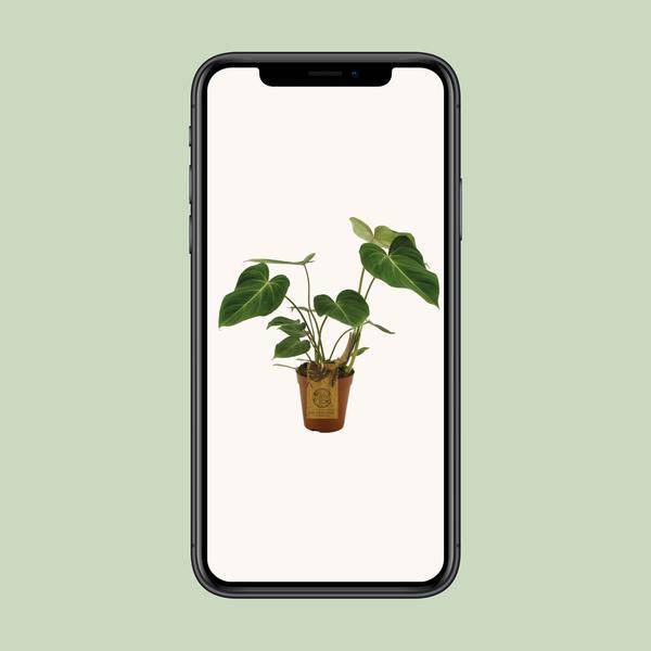 Baumfreund - Philodendron Gloriosum - Zimmerpflanze - Ø15cm - ↕40cm
