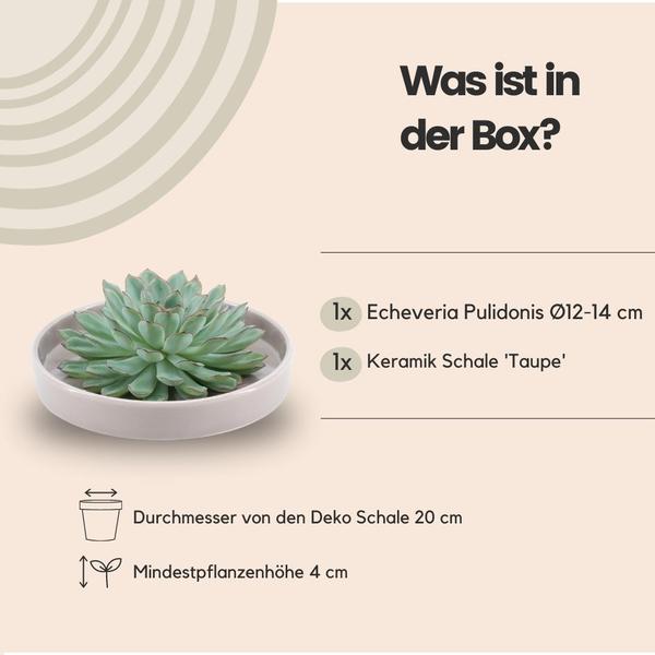 Sukkulente - Echeveria Pulidonis in Schale 'taupe' - Zimmerpflanze - Ø20 cm - ↕5 cm
