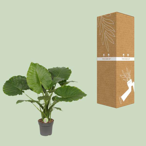 Elefantenohr - Alocasia gageana 'California'  - Zimmerpflanze - Ø21cm - ↕80cm
