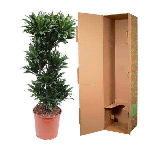 Drachenbaum - Dracaena Compacta - Zimmerpflanze - 140cm - ø30cm