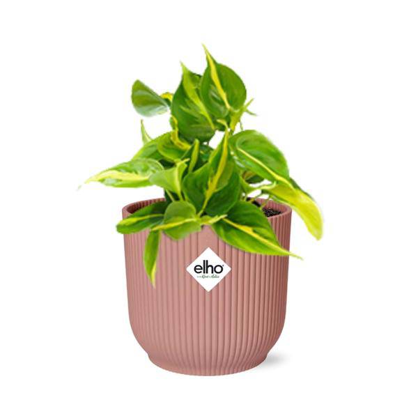 Baumfreund - Philodendron Scandens 'Brasil' - Zimmerpflanze + Topf Vibes Fold 14cm Rosa