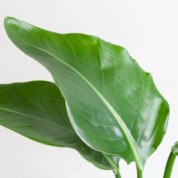 Strelitzia Nicolai – Baum-Strelitzie – Zimmerpflanze – 80 cm – Ø21 cm – inkl. Topf Viber Weiß – Große Blätter, tropisches Flair, pflegeleicht