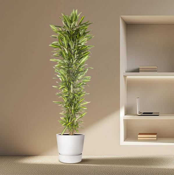Drachenbaum - Dracaena Cintho - Zimmerpflanze - 210cm - ø40cm