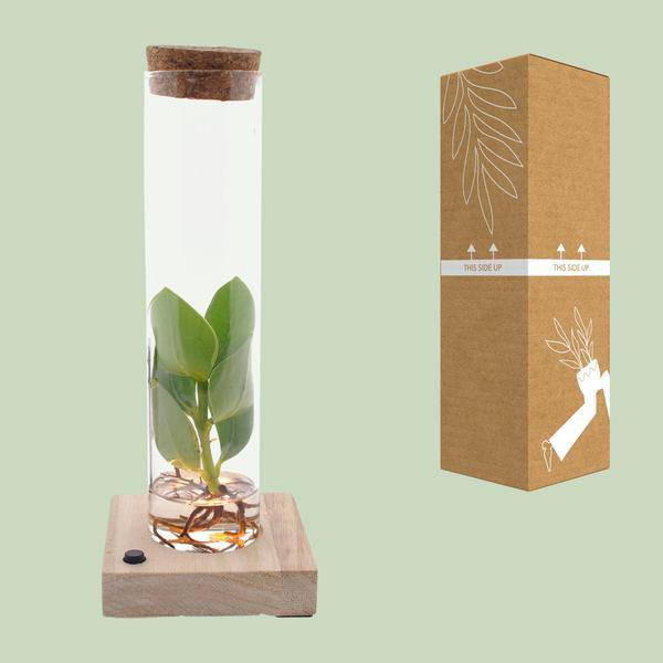 Clusia Im Röhrenglas + LED - Ø5cm - ↕10cm
