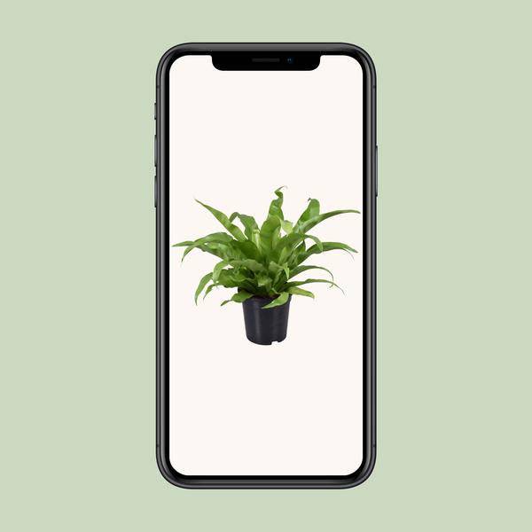 Nestfarn - Asplenium Antiquum - Zimmerpflanze - Ø17cm - ↕45cm