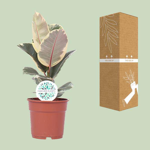 Gummibaum - Ficus Elastica Tineke - Zimmerpflanze - Ø17cm - ↕50cm