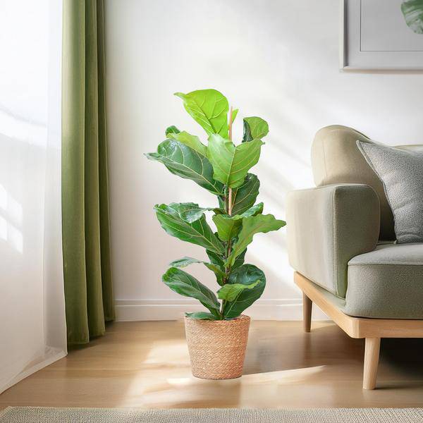 Ficus Lyrata – Geigen-Feige Zimmerpflanze – ca. 80cm hoch – Ø21cm – große dekorative Blätter – inkl. Seegras Korb Sofia Natur