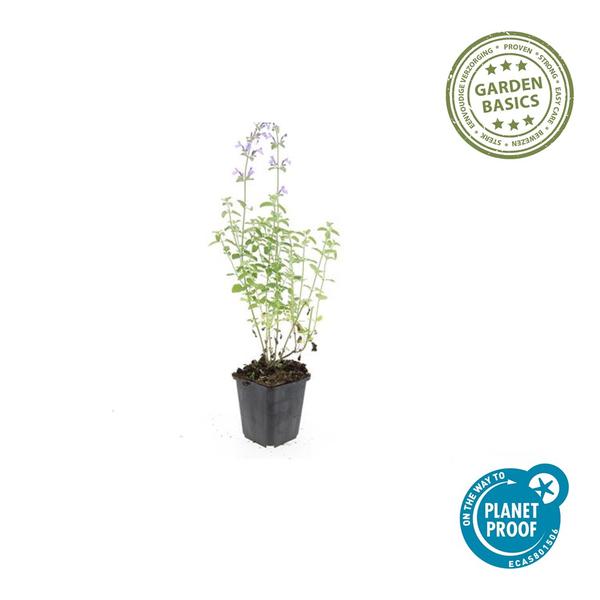 Nepeta 'Walker's Low' – 60 Pflanzen – Katzenminze – Lavendelblaue Blüten – Bienen- & Schmetterlingsfreundlich – Pflegeleicht & Winterhart
