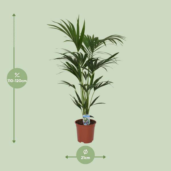 Kentia Palme Howea forsteriana – Zimmerpflanze – Ø21cm – 120cm Höhe – tropische Zimmerpalme – luftreinigend & pflegeleicht