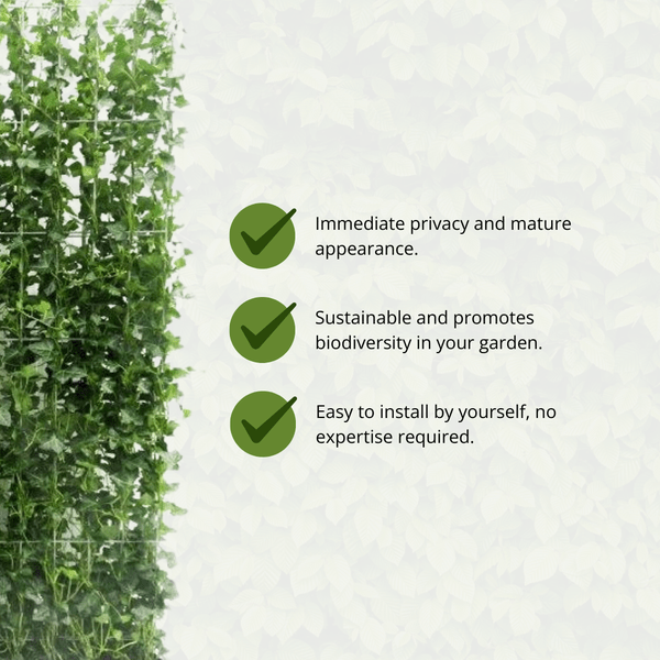 Hedera Hibernica - Efeu - Fertighecke - ↨150cm