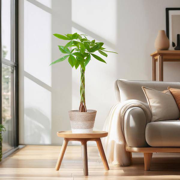 Pachira Aquatica 80cm – Glückskastanie Geldbaum Zimmerpflanze Ø21cm – dekorativer Minibaum mit geflochtenem Stamm im nachhaltigen Jutekorb Lissabon Weiß – luftreinigende pflegeleichte Grünpflanze