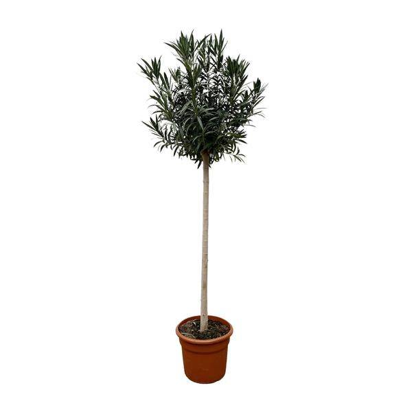 Rosenlorbeer – Nerium Oleander mit weißer Blüte 170cm – Ø40cm – Mediterrane Kübelpflanze – Immergrüne Zierpflanze für Garten, Terrasse & Balkon – Pflegeleicht