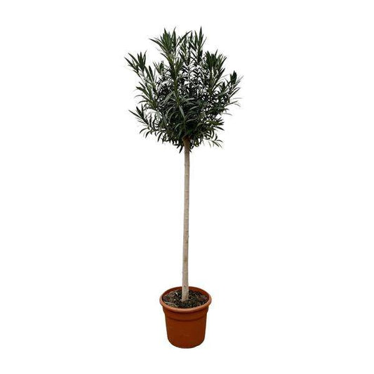 Rosenlorbeer – Nerium Oleander mit weißer Blüte 170cm – Ø40cm – Mediterrane Kübelpflanze – Immergrüne Zierpflanze für Garten, Terrasse & Balkon – Pflegeleicht