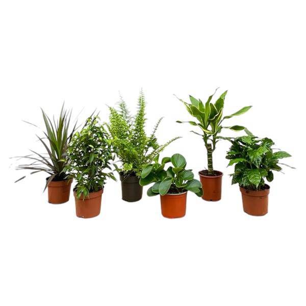 Überraschungskiste - 6 Pflanzen - 20-40 cm - Ø12cm