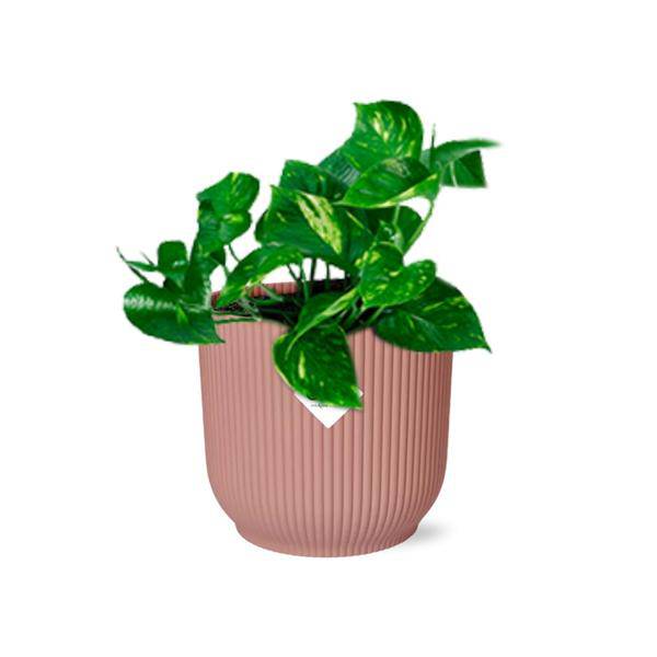 Efeutute - Epipremnum Pinnatum 'Aureum' - Zimmerpflanze + Topf Vibes Fold 14cm Rosa