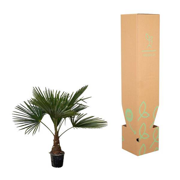 Hanfpalme – Trachycarpus 100cm – Ø21cm – Immergrüne Palme mit fächerförmigen Blättern – Exotische Kübelpflanze für Garten, Terrasse, Wintergarten & Wohnzimmer – Pflegeleicht