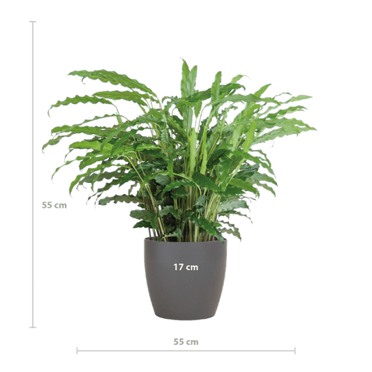 Calathea Rufibarba Korbmarante – Zimmerpflanze Ø17cm – ca. 55cm hoch – samtige Blätter – inkl. Viber Grau Topf