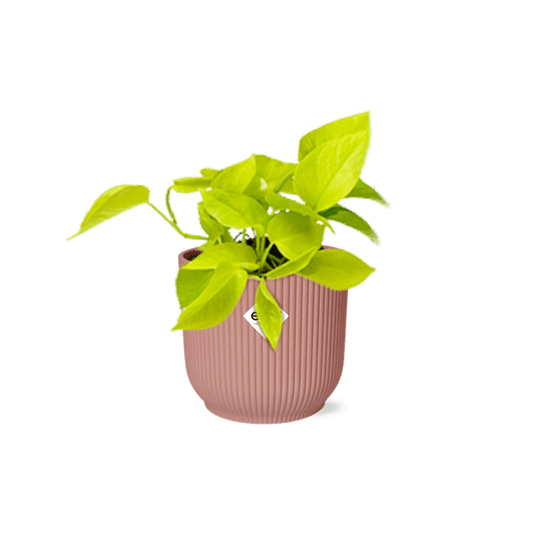 Efeutute - Epipremnum Pinnatum 'Golden Pothos' - Zimmerpflanze + Topf Vibes Fold 14cm Rosa