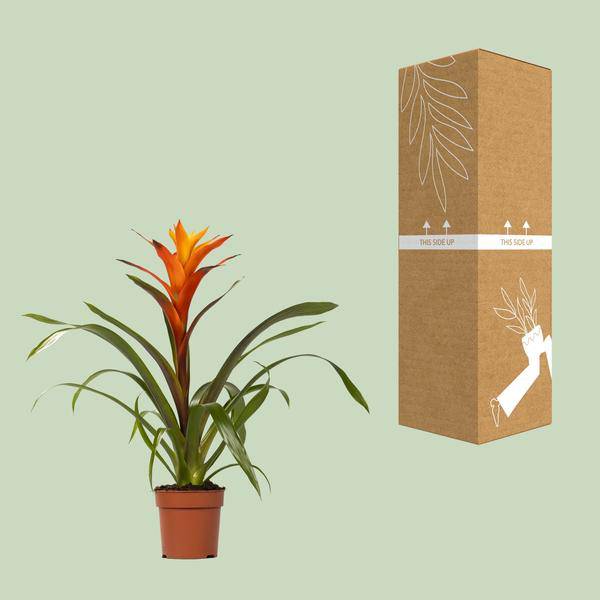 Bromelie - Guzmania Variada - Zimmerpflanze - Ø12cm - ↕50cm