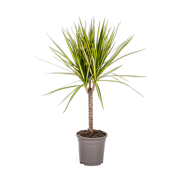 Dracaena Marginata Sunray – Drachenbaum – Zimmerpflanze – Ø17 cm – ↕60-80 cm – Grüne & gelbe Blätter, pflegeleicht