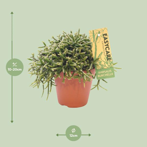 Korallenkaktus - Rhipsalis Burchellii - Ø12cm - ↕20cm