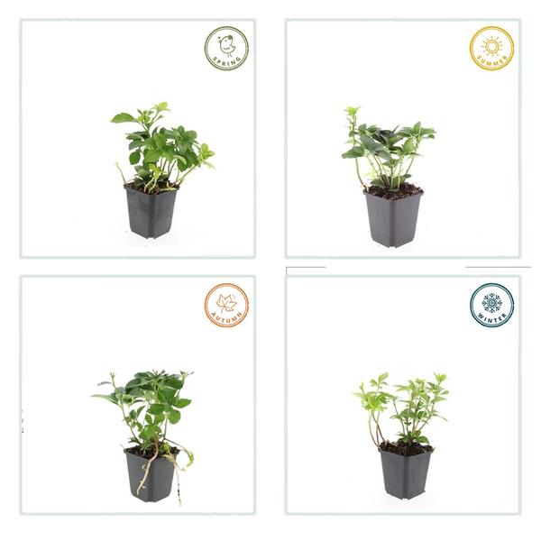 Japanischer Ysander – Pachysandra terminalis – ↕10-25cm – Ø9cm – 20 Pflanzen – Immergrüner Bodendecker – Schattengarten – Pflegeleicht