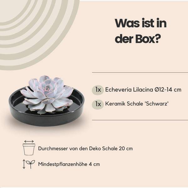 Sukkulente - Echeveria Lilacina in Schale 'Schwarz' - Zimmerpflanze - Ø20cm - ↕5cm