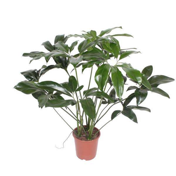 Baumfreund - Philodendron Green Wonder - Zimmerpflanze - 120cm - ø27cm