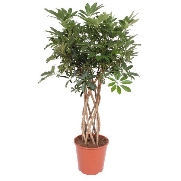 Strahlenaralie – Schefflera Arboricola Compacta – Zimmerpflanze – 140cm – Ø30cm – dekorative Indoor-Pflanze mit geflochtenem Stamm und glänzend grünen Blättern