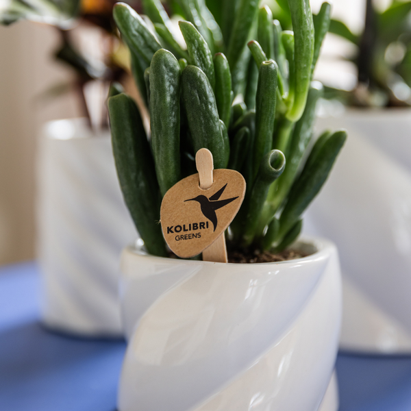 Sukkulente - Crassula Hobbit - Ø6cm - Zimmerpflanze