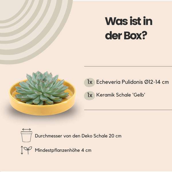 Sukkulente - Echeveria Pulidonis in Schale 'Gelb' - Zimmerpflanze - Ø20 cm - ↕5cm