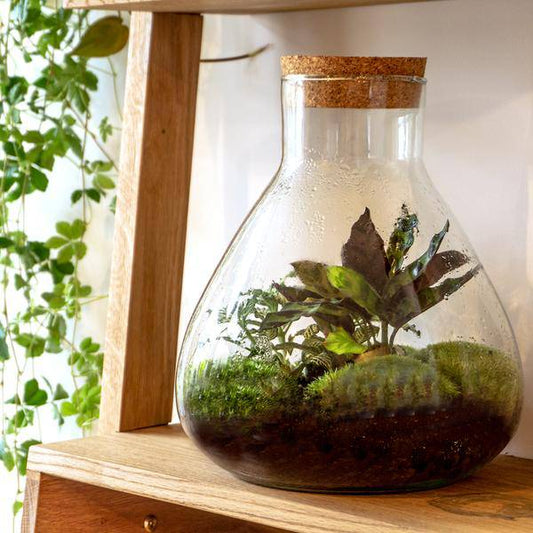 Terrarium Flasche Sammie – Glasgefäß für geschlossenes Terrarium oder Flaschengarten – dekoratives Pflanzgefäß ↕26,5cm