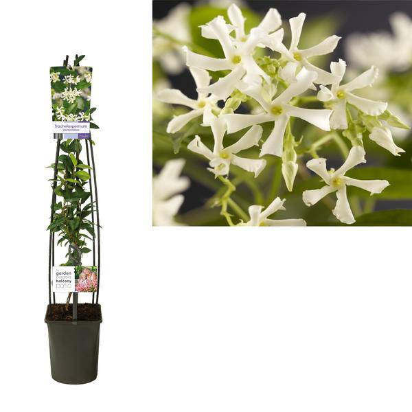 Chinesischer Sternjasmin - Trachelospermum Jasminoides