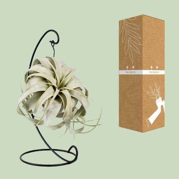 Luftpflanze - Tillandsia König Xero - Ø12cm - ↕23cm