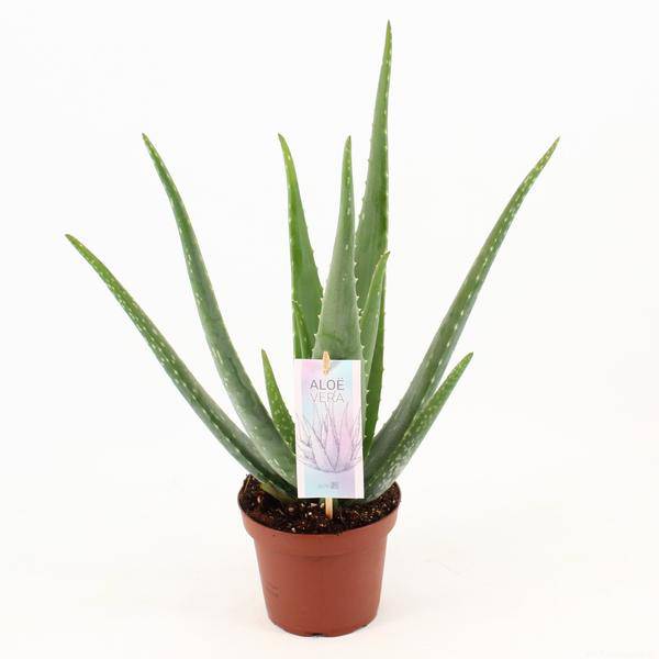 Aloe Vera – Echte Aloe – Zimmerpflanze 45cm – Ø14cm – Sukkulente Heilpflanze mit fleischigen Blättern – Pflegeleichte Kübelpflanze für Wohnzimmer, Balkon & Terrasse
