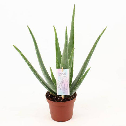 Aloe Vera – Echte Aloe – Zimmerpflanze 45cm – Ø14cm – Sukkulente Heilpflanze mit fleischigen Blättern – Pflegeleichte Kübelpflanze für Wohnzimmer, Balkon & Terrasse