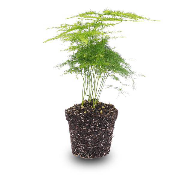 Zierspargel - Asparagus Setaceuse Plumosus - Terrarienpflanze - Topfgröße 6